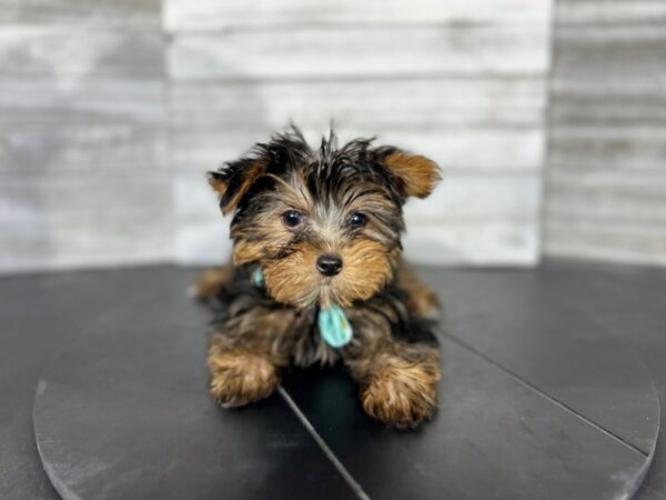 Yorkshire Terrier DOG Female Black/Tan 4540 Petland Knoxville, Tennessee
