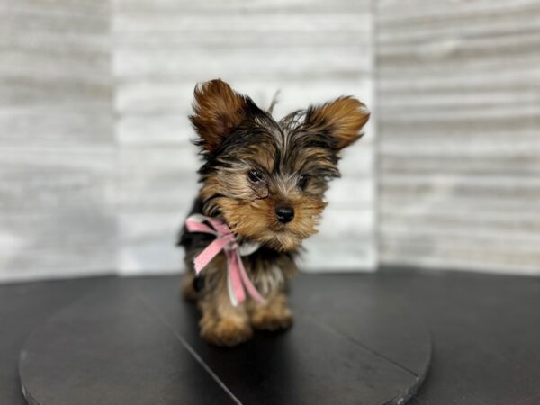 Yorkshire Terrier DOG Female Black/Tan 4541 Petland Knoxville, Tennessee