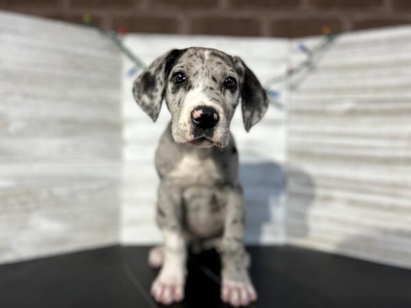 Great Dane-DOG-Female-Merlequin-4547-Petland Knoxville, Tennessee