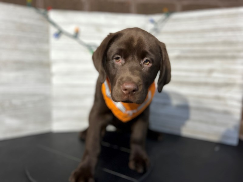 Labrador Retriever Puppy Chocolate ID4542 Located at Petland Knoxville