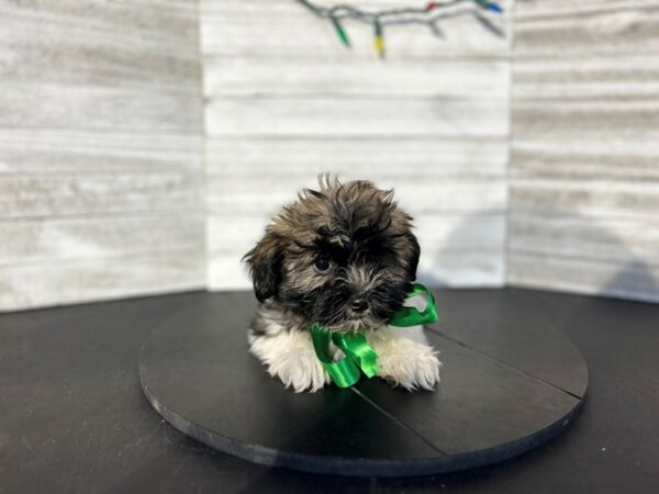 Havanese-DOG-Male-Sable and White-4553-Petland Knoxville, Tennessee
