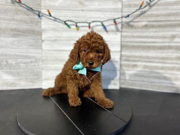 Miniature Poodle-DOG-Female-Red-4548-Petland Knoxville, Tennessee