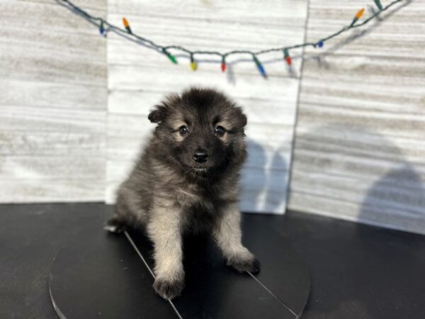 Keeshond DOG Female Tri-Colored 4552 Petland Knoxville, Tennessee