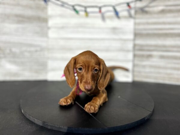 Dachshund DOG Female Red 4554 Petland Knoxville, Tennessee