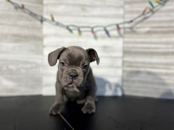 French Bulldog-DOG-Male-Blue-4545-Petland Knoxville, Tennessee