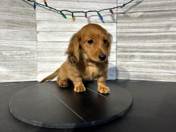 Dachshund-DOG-Female-Red-4546-Petland Knoxville, Tennessee