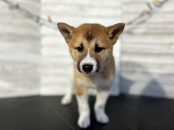 Shiba Inu-DOG-Female-Red-4549-Petland Knoxville, Tennessee