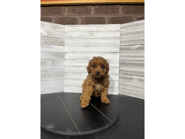 Cockapoo DOG Female Red 4566 Petland Knoxville, Tennessee