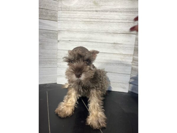 Miniature Schnauzer DOG Male Liver 4559 Petland Knoxville, Tennessee