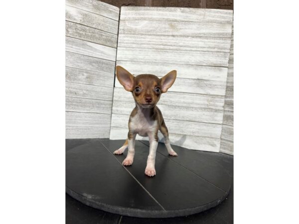 Chihuahua Rat Terrier-DOG-Female-Red / White-4568-Petland Knoxville, Tennessee