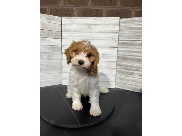 Cavapoo-DOG-Female-Red and White-4567-Petland Knoxville, Tennessee
