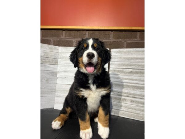 Bernese Mountain Dog DOG Male Black Tan / White 4555 Petland Knoxville, Tennessee