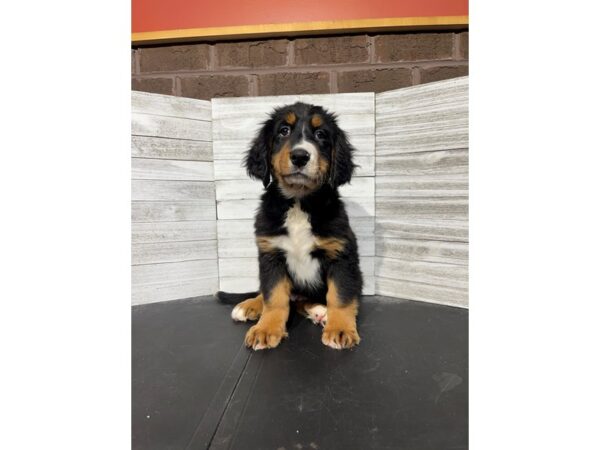 Bernese Mountain Dog-DOG-Female-Black Rust and White-4561-Petland Knoxville, Tennessee