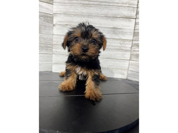 Yorkshire Terrier DOG Female Black / Tan 4558 Petland Knoxville, Tennessee