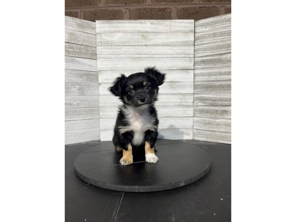 Chihuahua DOG Male Black / Tan / white 4565 Petland Knoxville, Tennessee