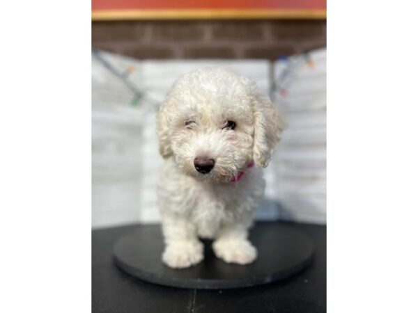 Bichon Frise DOG Female White 4560 Petland Knoxville, Tennessee