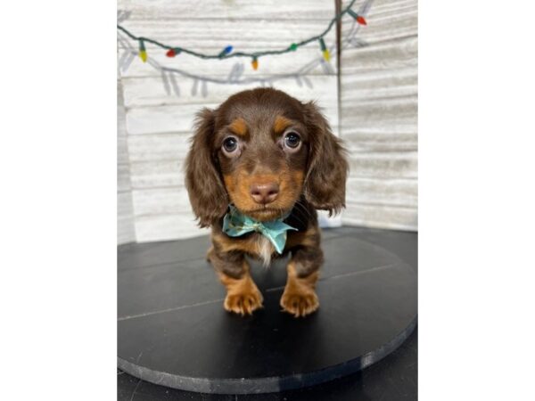 Dachshund DOG Female Chocolate/Tan 4570 Petland Knoxville, Tennessee