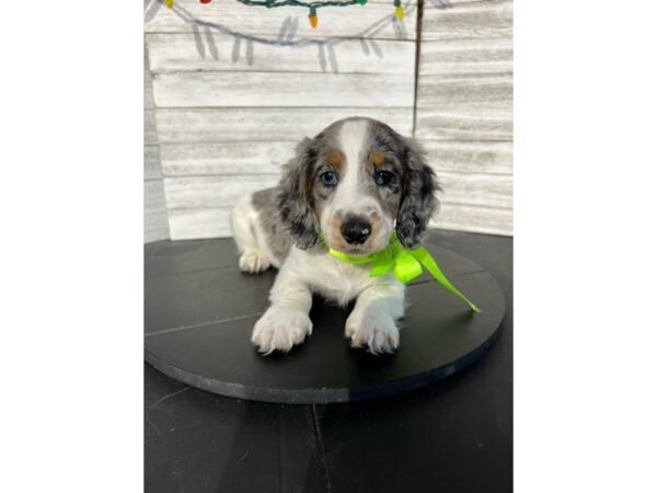 Dachshund DOG Male White / Silver 4574 Petland Knoxville, Tennessee
