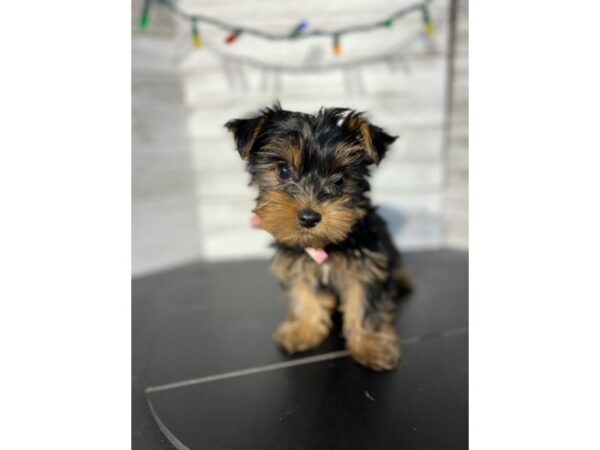 Yorkshire Terrier DOG Female Black/Tan 4577 Petland Knoxville, Tennessee
