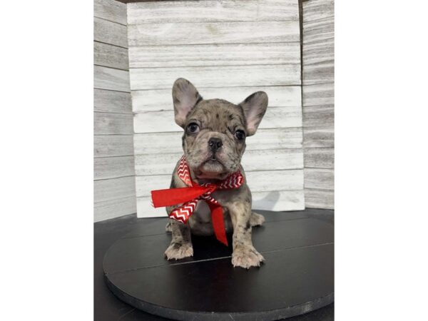 French Bulldog-DOG-Male-Blue Merle-4580-Petland Knoxville, Tennessee