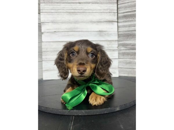 Dachshund DOG Male Chocolate/ tan 4583 Petland Knoxville, Tennessee