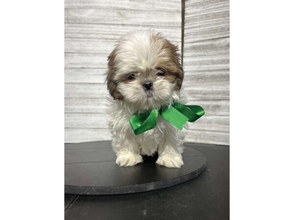 Shih Tzu-DOG-Male-Brown / White-4590-Petland Knoxville, Tennessee