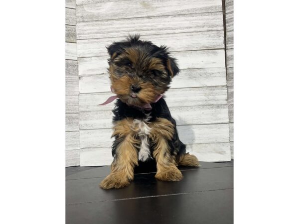Yorkshire Terrier DOG Female Black / Tan 4589 Petland Knoxville, Tennessee