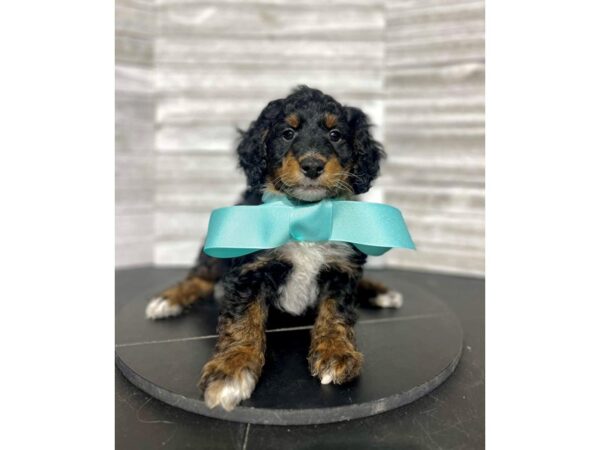 Bernedoodle Mini-DOG-Male-Tri-Colored-4587-Petland Knoxville, Tennessee