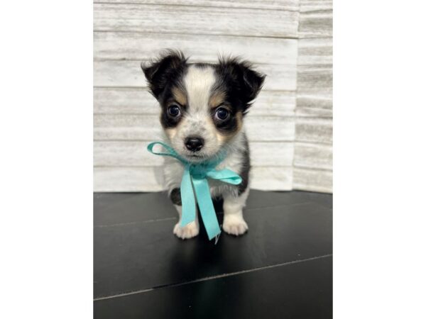 Chihuahua DOG Male Black/White 4581 Petland Knoxville, Tennessee