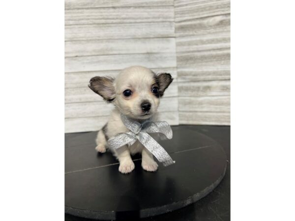 Chihuahua-DOG-Female-Black/White-4582-Petland Knoxville, Tennessee