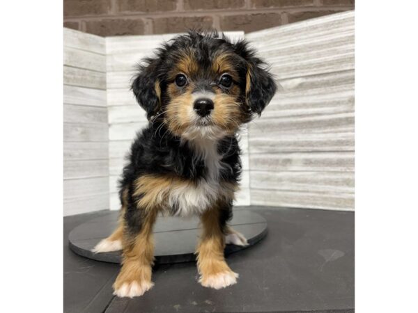 PapiPoo DOG Female Black/Tan 4591 Petland Knoxville, Tennessee