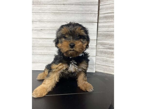 Yorkshire Terrier DOG Female Black / Tan 4588 Petland Knoxville, Tennessee