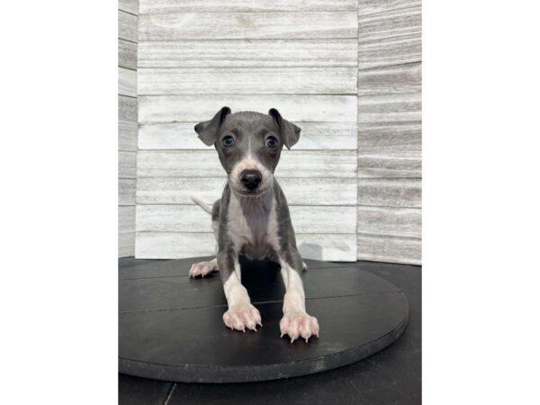 Italian Greyhound-DOG-Male-Blue/ White-4585-Petland Knoxville, Tennessee