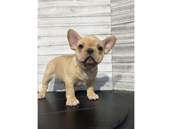 French Bulldog-DOG-Male-Cream-4586-Petland Knoxville, Tennessee