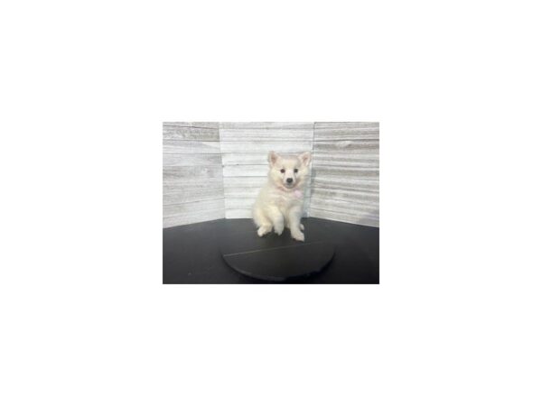 Miniature American Eskimo-DOG-Female-White-4600-Petland Knoxville, Tennessee