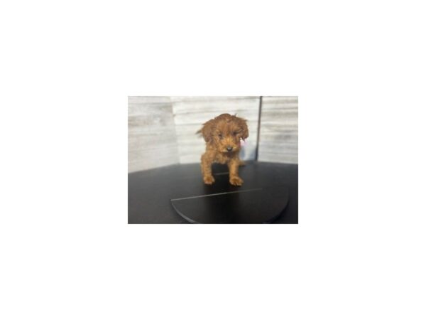 Goldendoodle Mini 2nd Gen-DOG-Female-Red-4596-Petland Knoxville, Tennessee