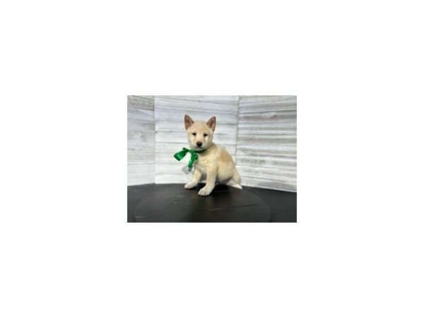 Shiba Inu-DOG-Male-Cream-4601-Petland Knoxville, Tennessee
