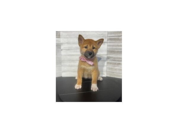 Shiba Inu DOG Female Red / White 4602 Petland Knoxville, Tennessee