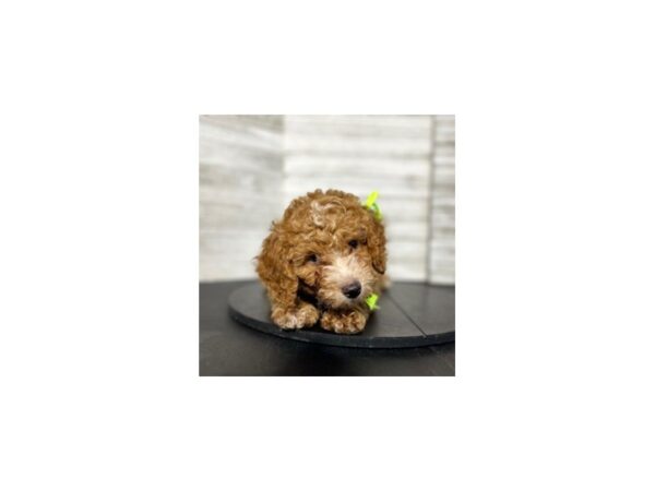 Miniature Poodle-DOG-Male-Red / White-4615-Petland Knoxville, Tennessee