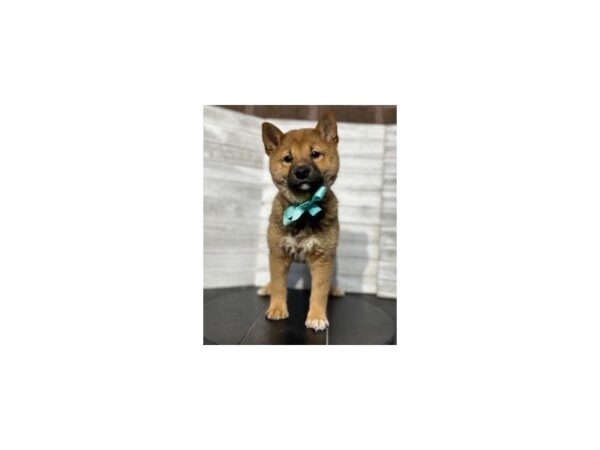 Shiba Inu-DOG-Female-Red Sesame-4610-Petland Knoxville, Tennessee