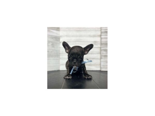 French Bulldog DOG Male Brindle 4617 Petland Knoxville, Tennessee