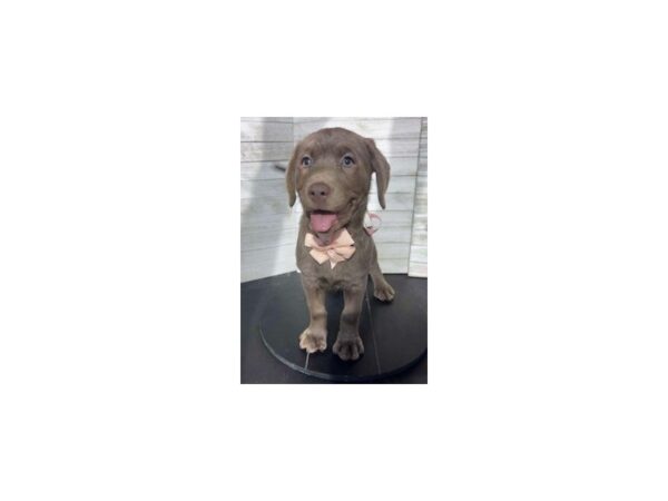 Labrador Retriever-DOG-Female-Silver-4603-Petland Knoxville, Tennessee
