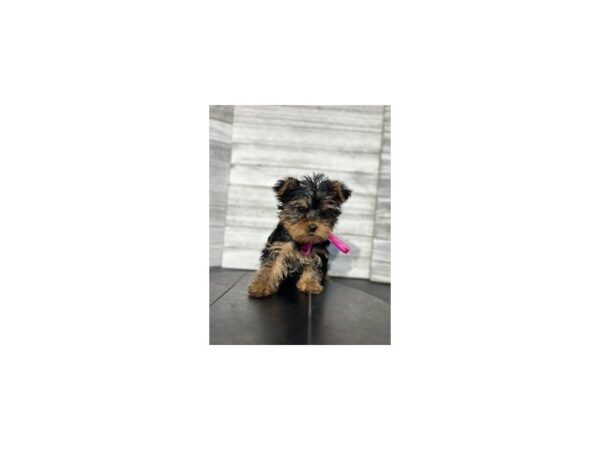 Yorkshire Terrier DOG Female Black/Tan 4612 Petland Knoxville, Tennessee