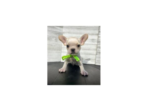 French Bulldog DOG Male Cream 4618 Petland Knoxville, Tennessee