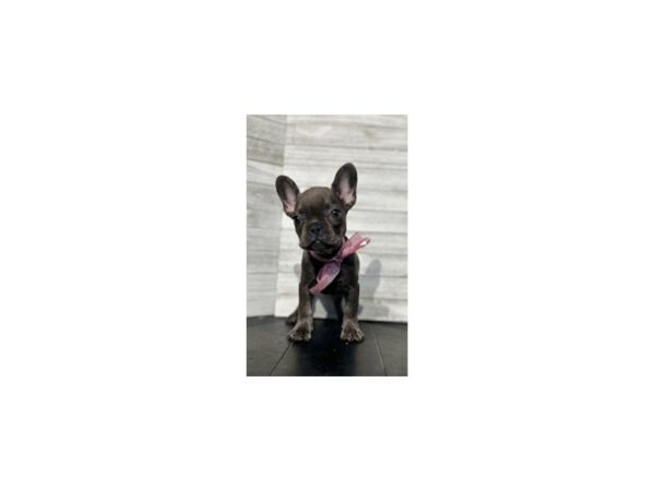French Bulldog DOG Female Black 4616 Petland Knoxville, Tennessee