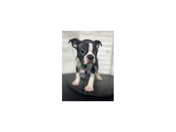 Boston Terrier-DOG-Male-Black and White-4611-Petland Knoxville, Tennessee