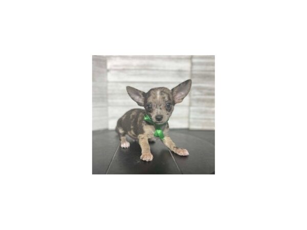 Chihuahua-DOG-Male-Merle/white-4613-Petland Knoxville, Tennessee