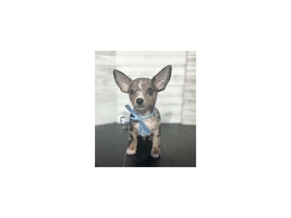 Chihuahua-DOG-Male-Merle/white-4614-Petland Knoxville, Tennessee