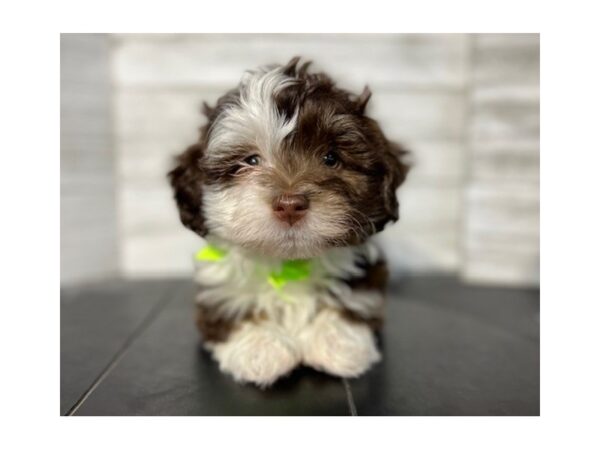 Havanese DOG Male Chocolate / White 4619 Petland Knoxville, Tennessee
