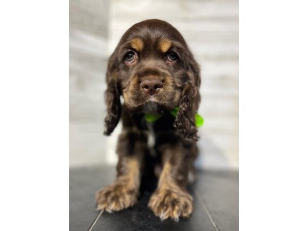 Cocker Spaniel-DOG-Male-Chocolate-4621-Petland Knoxville, Tennessee